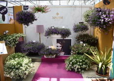 Surdivia van MNP Flowers is een nieuwe Scaevola serie bestaand uit vijf kleuren.